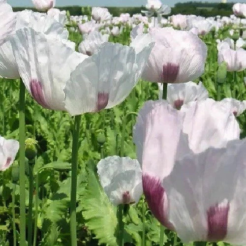 live stratified flower seeds