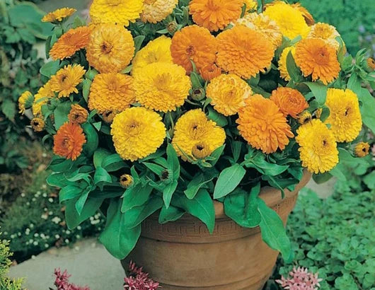 calendula flower flower seeds
