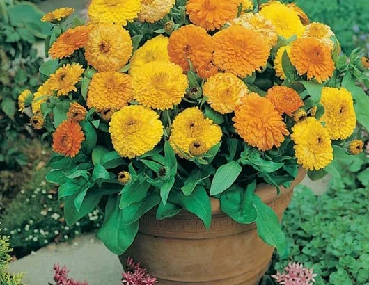 calendula flower flower seeds
