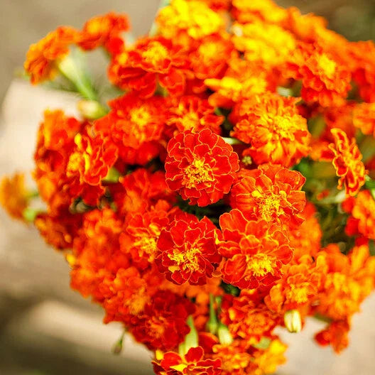 french marigold flower seeds
