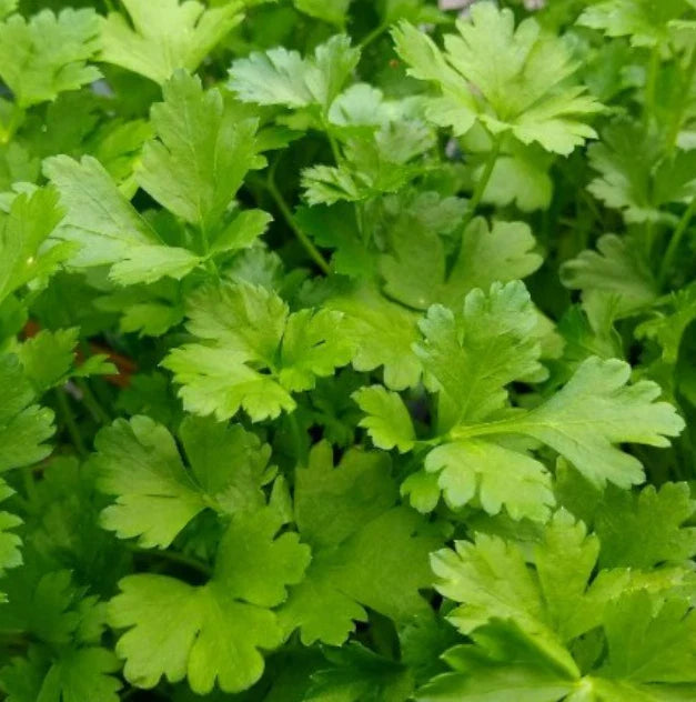parsley italian flower seeds
