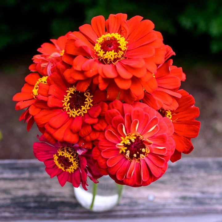 bogo off flower seeds