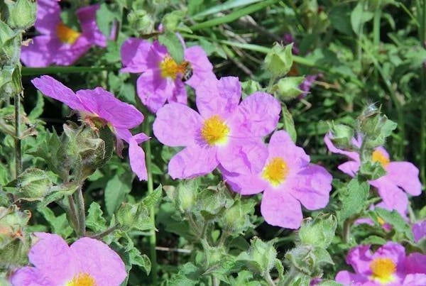 cistus creticus flower seeds