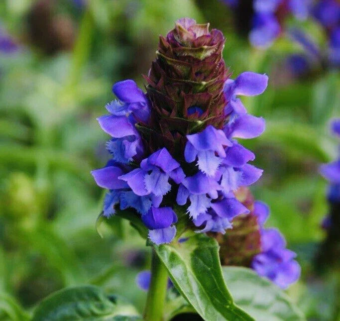 allheal prunella flower seeds