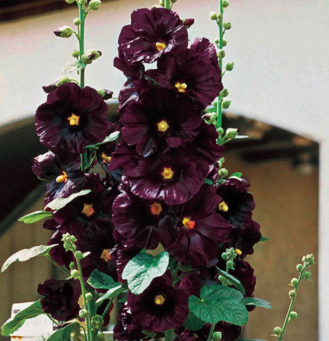 black hollyhock flower seeds