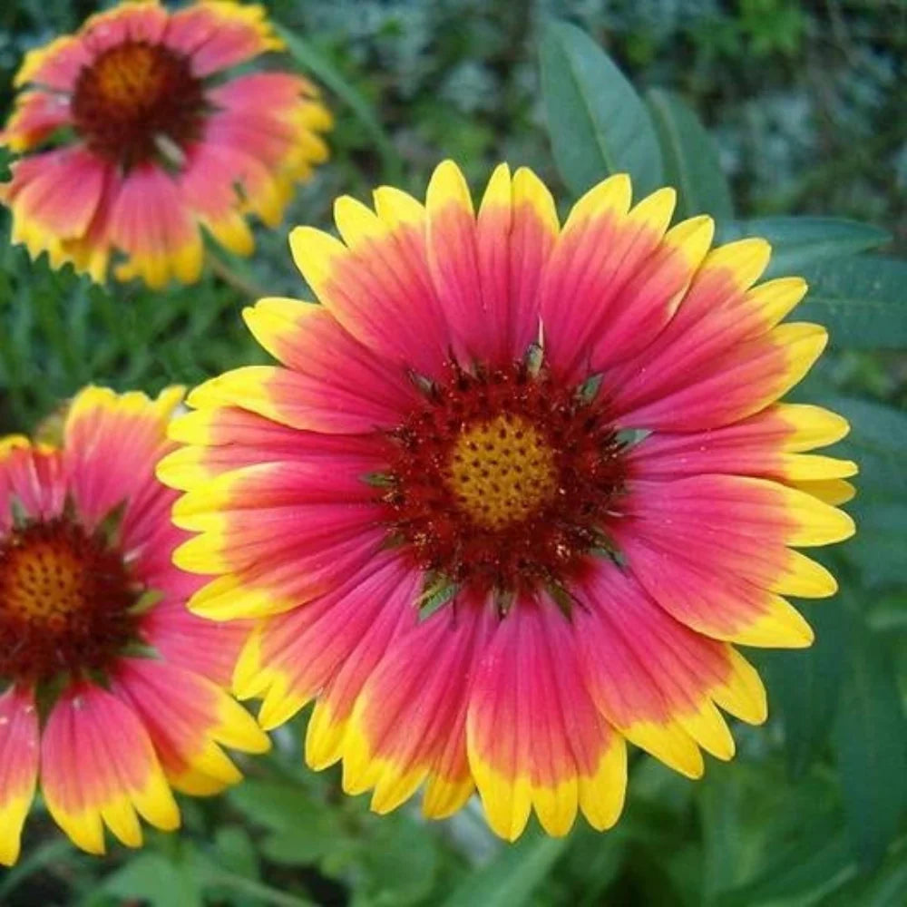 wildflower mix flower seeds