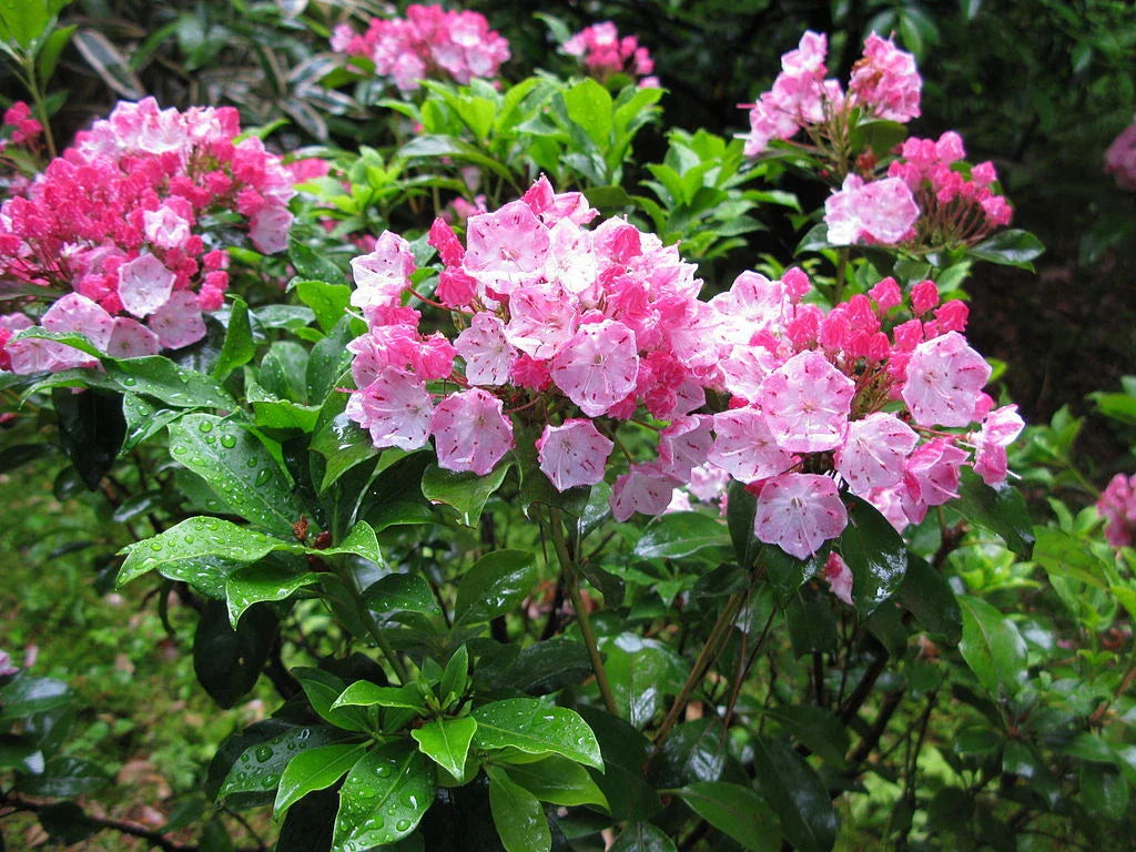 mountain laurel flower seeds
