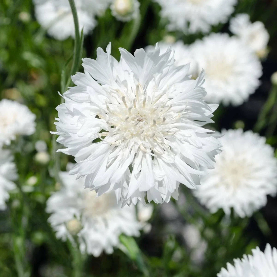 white tall flower seeds
