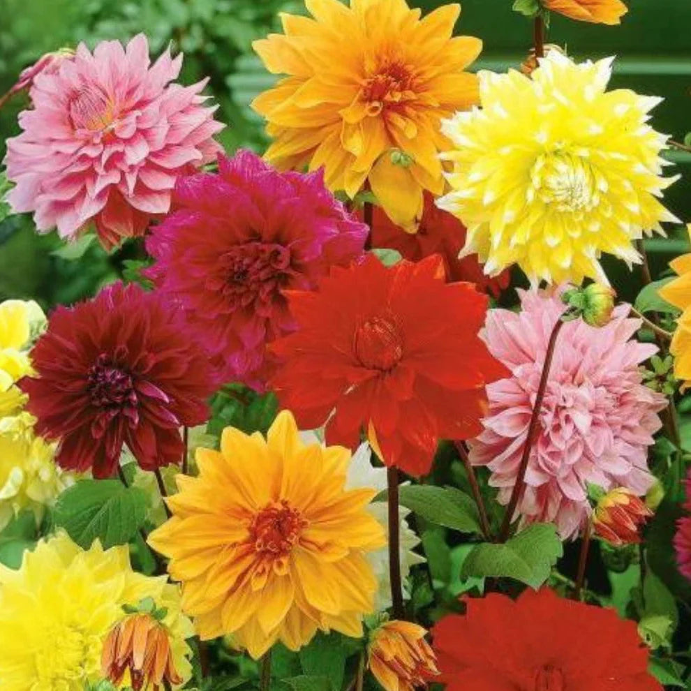 dinnerplate mix flower seeds