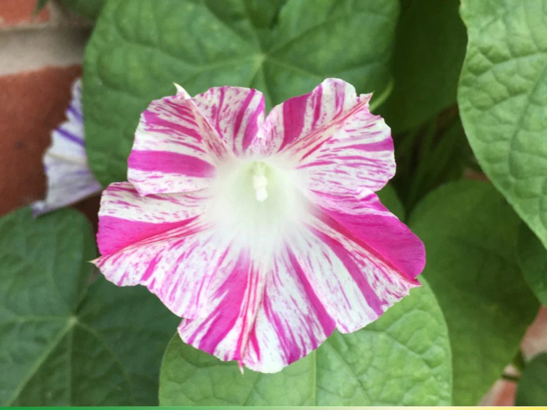 pink venice flower seeds
