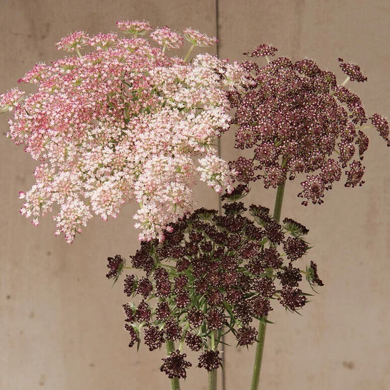 dara daucus flower seeds