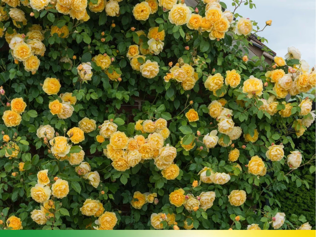 yellow english flower seeds