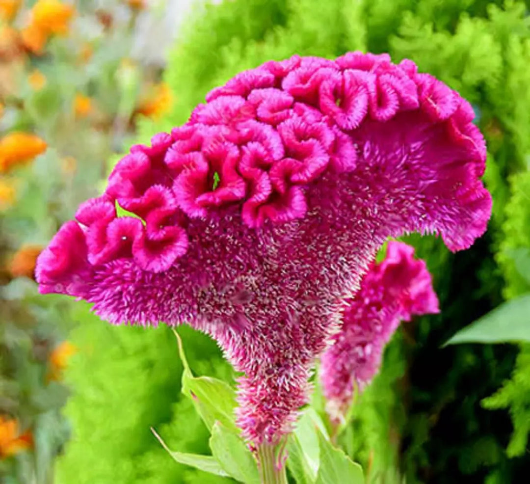 purple cockscomb flower seeds