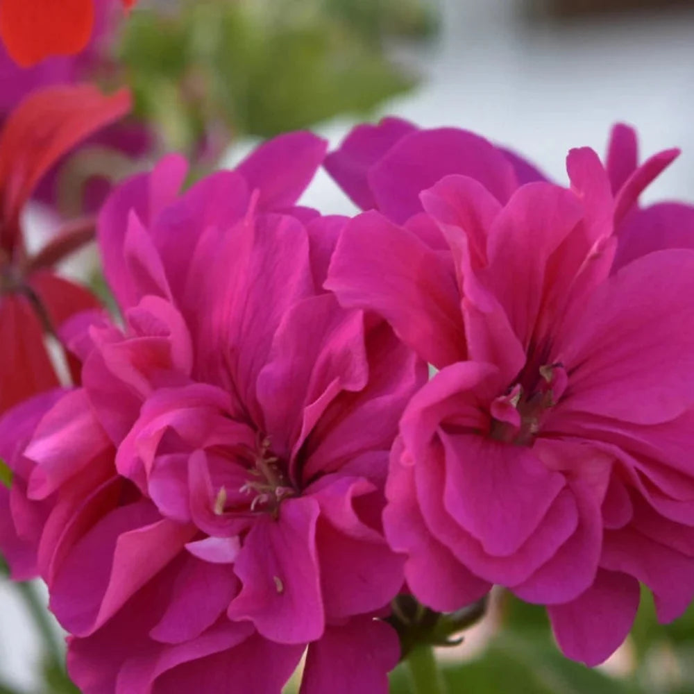 geranium berry flower seeds
