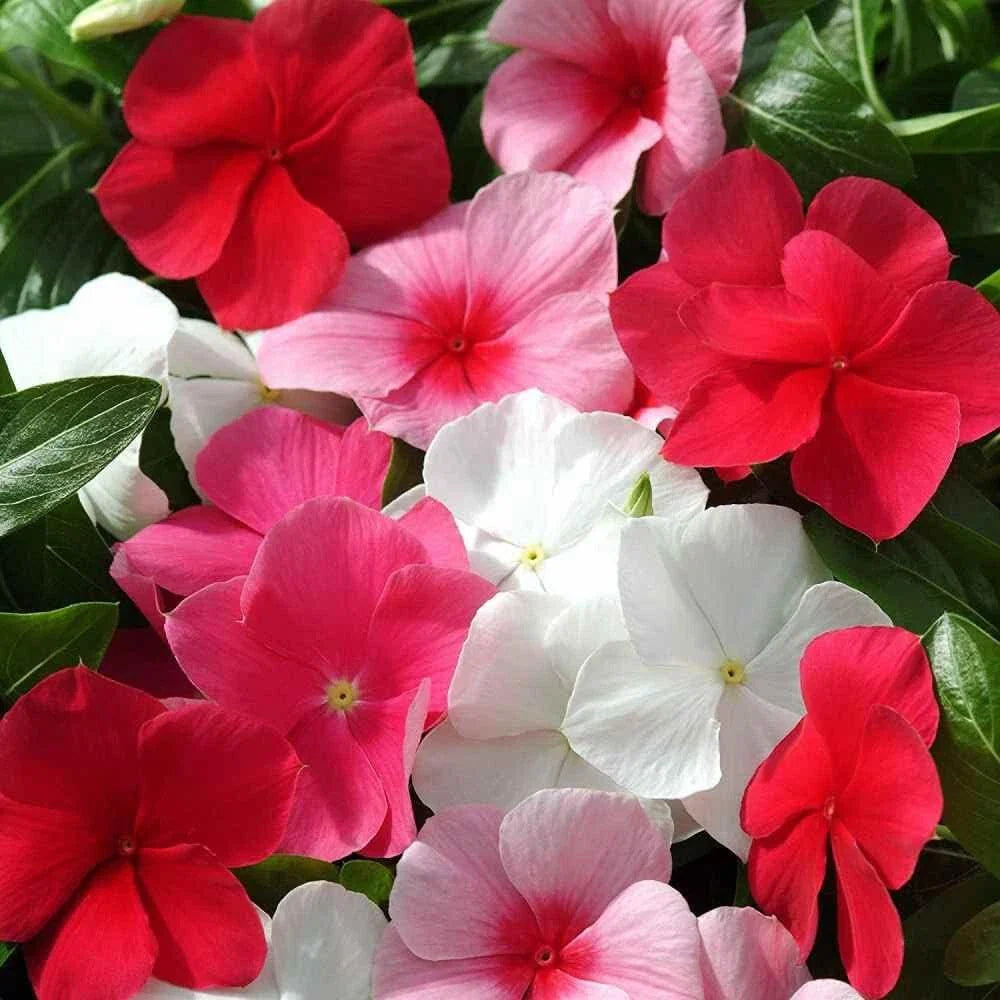 annual vinca flower seeds