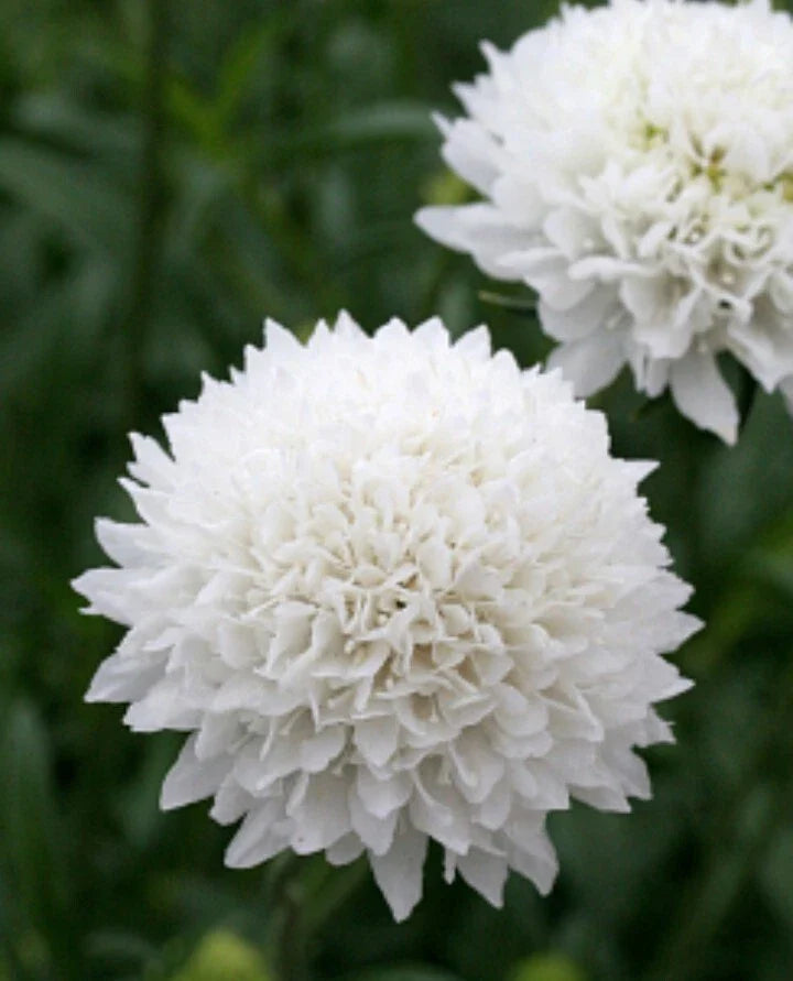 scabiosa snow flower seeds