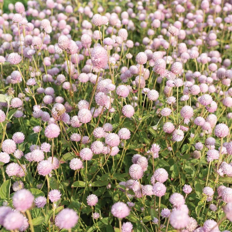 pink gomphrena flower seeds