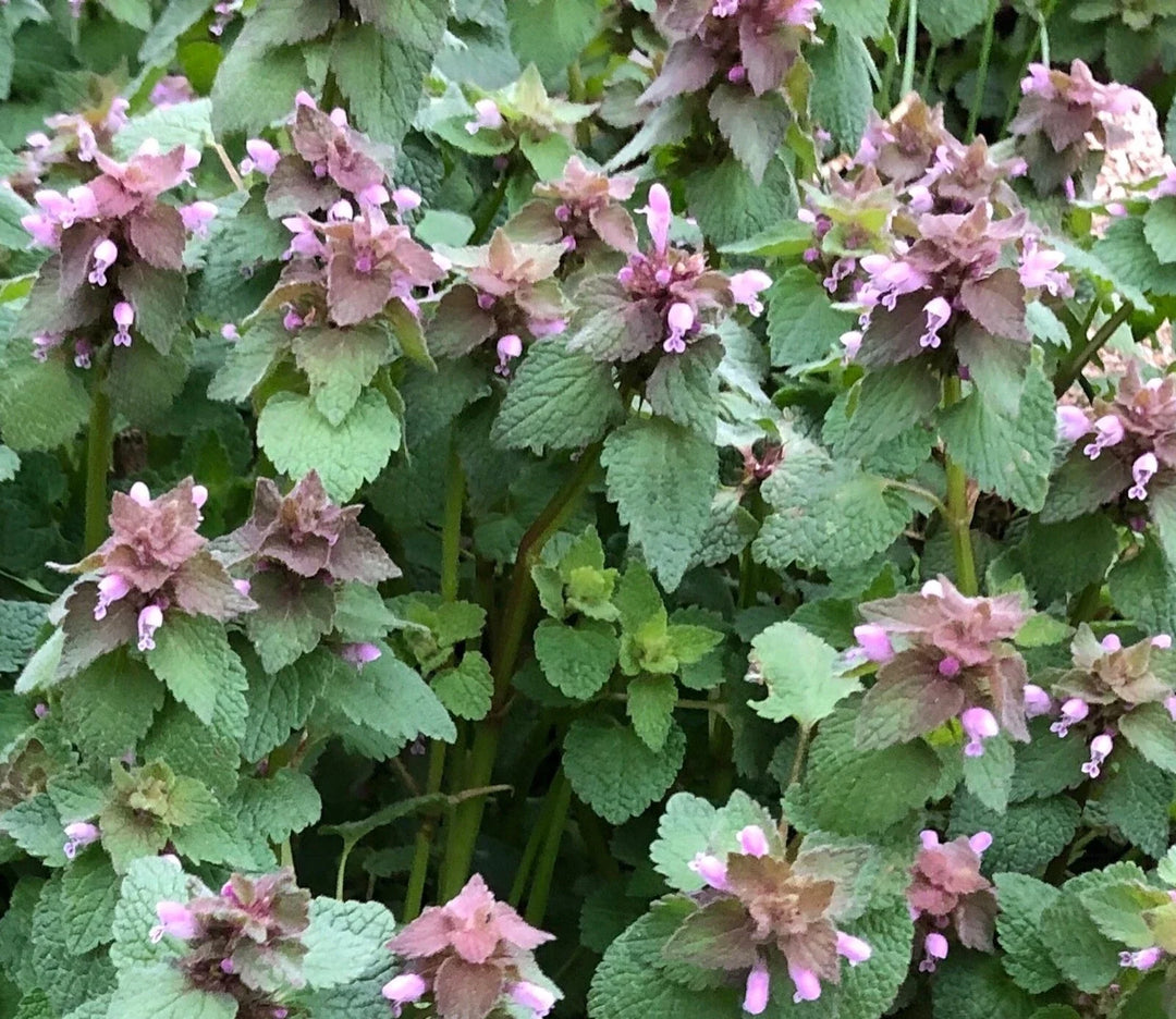 purple dead flower seeds