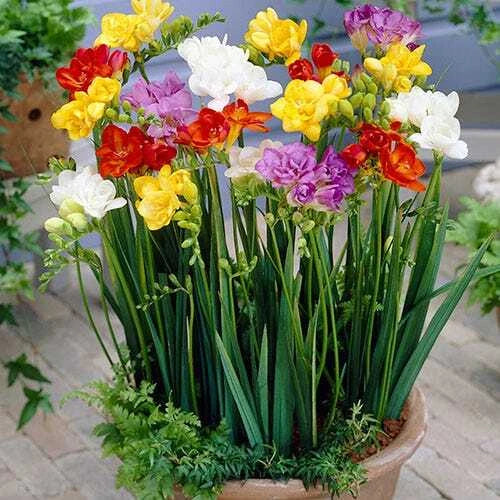 freesia of flower seeds