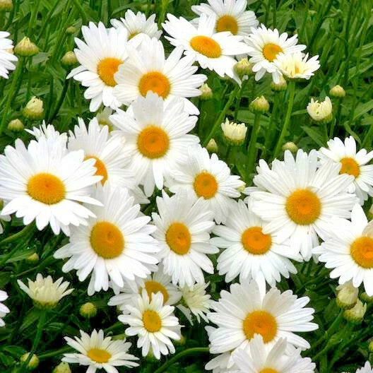 alaska shasta flower seeds