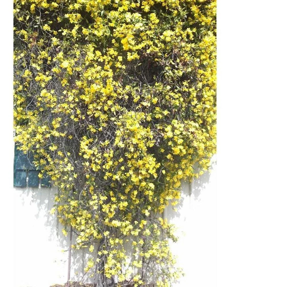 yellow for flower seeds
