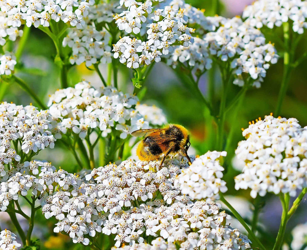 white yarrow flower seeds