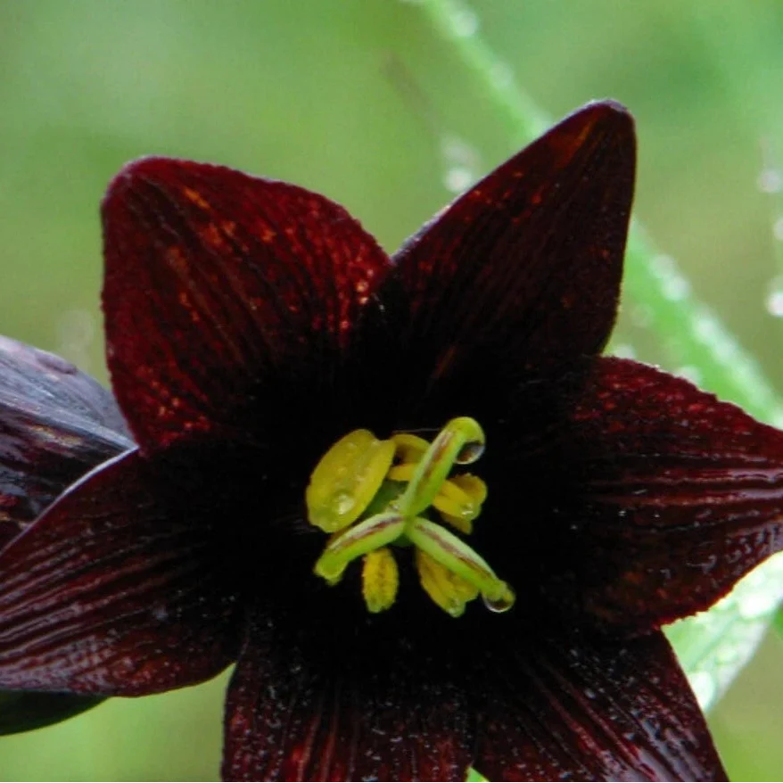 lily chocolate flower seeds
