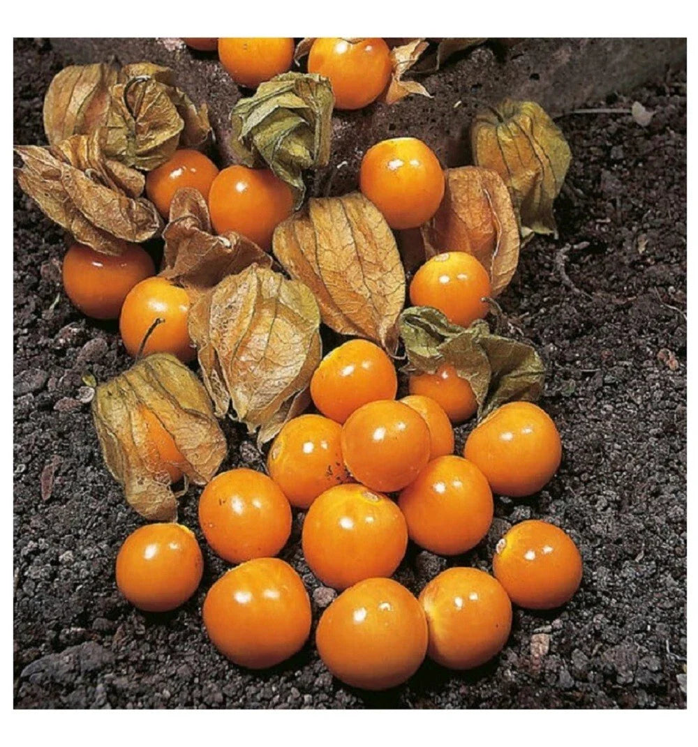 cape gooseberry flower seeds