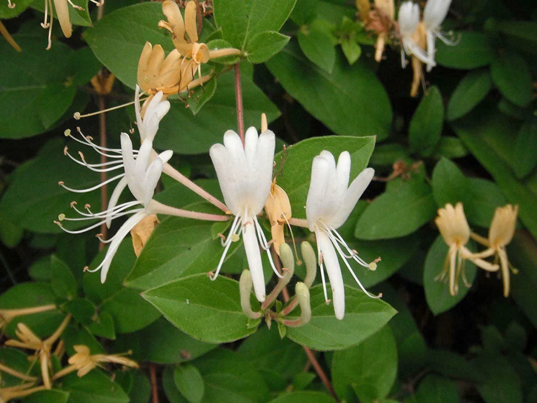 pc japanese flower seeds