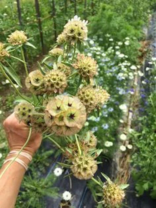 scabiosa drumstick flower seeds