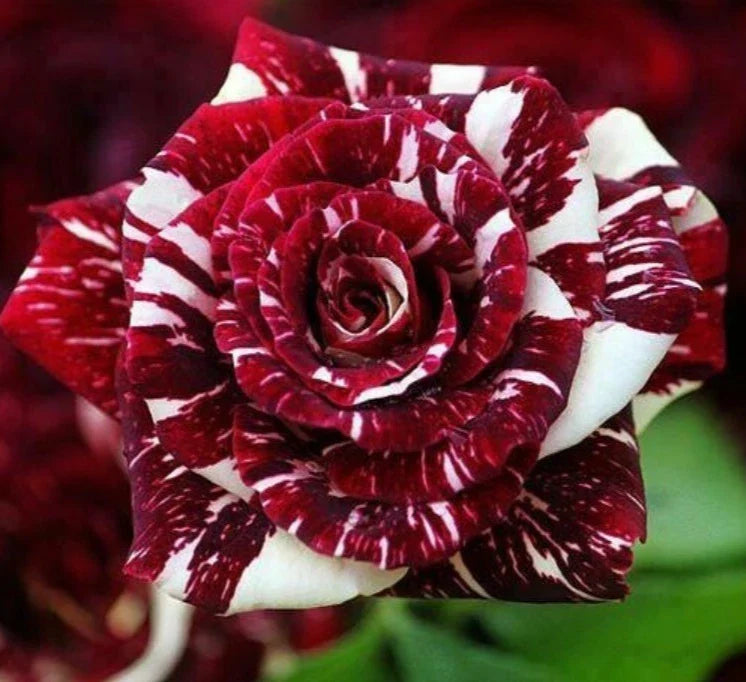 black dragon flower seeds