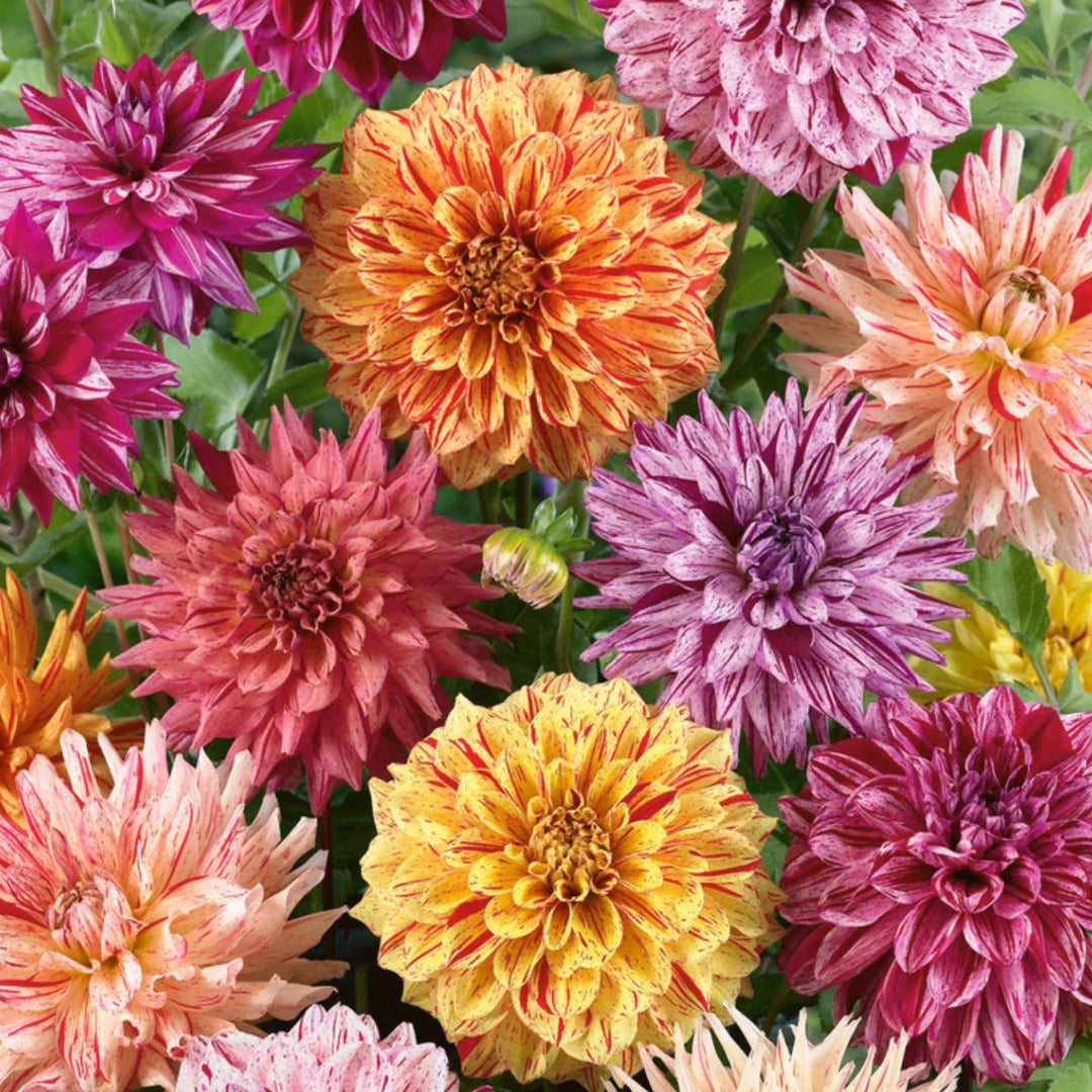 rembrandt dahlia flower seeds