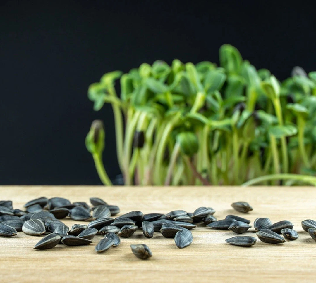 black oil flower seeds