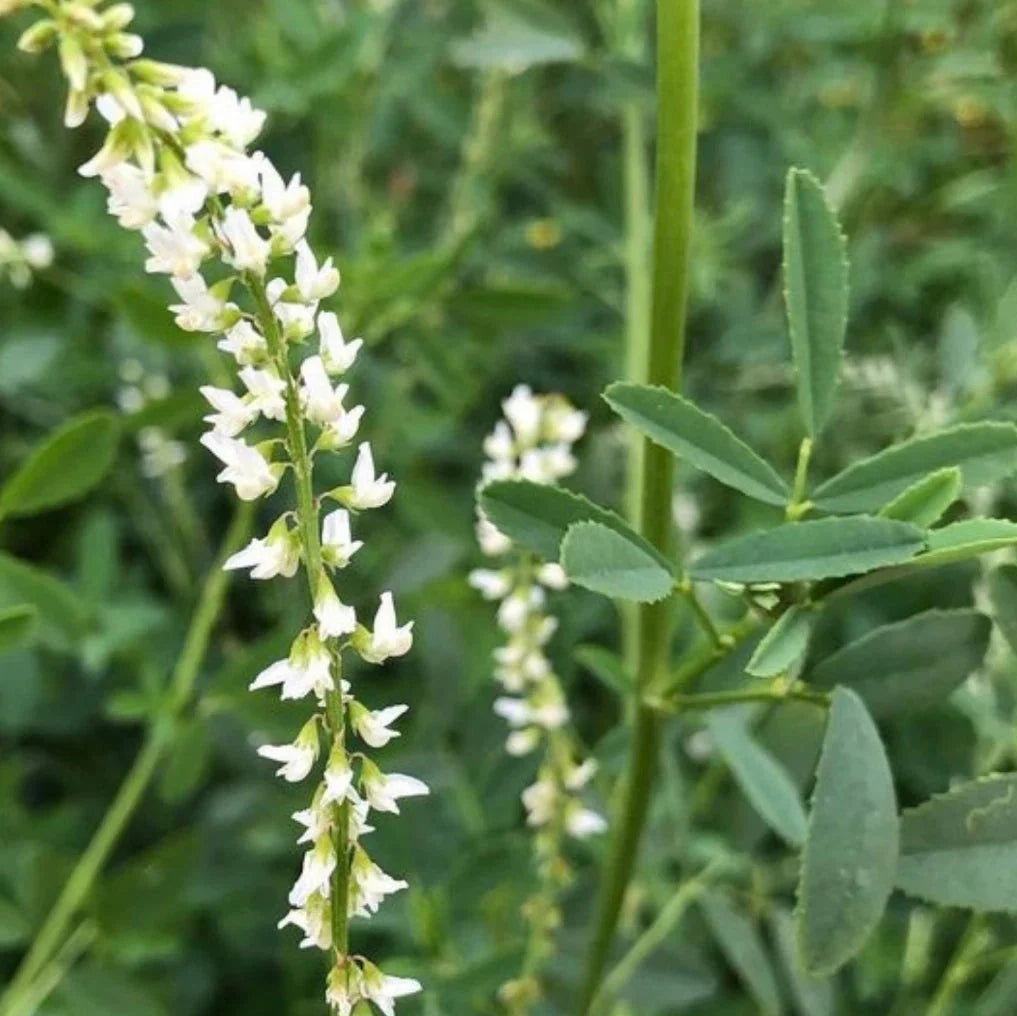 white sweet flower seeds