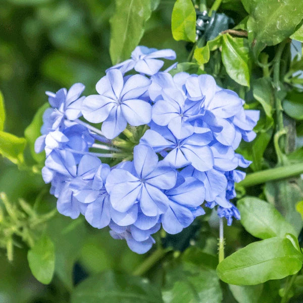 blue cape flower seeds
