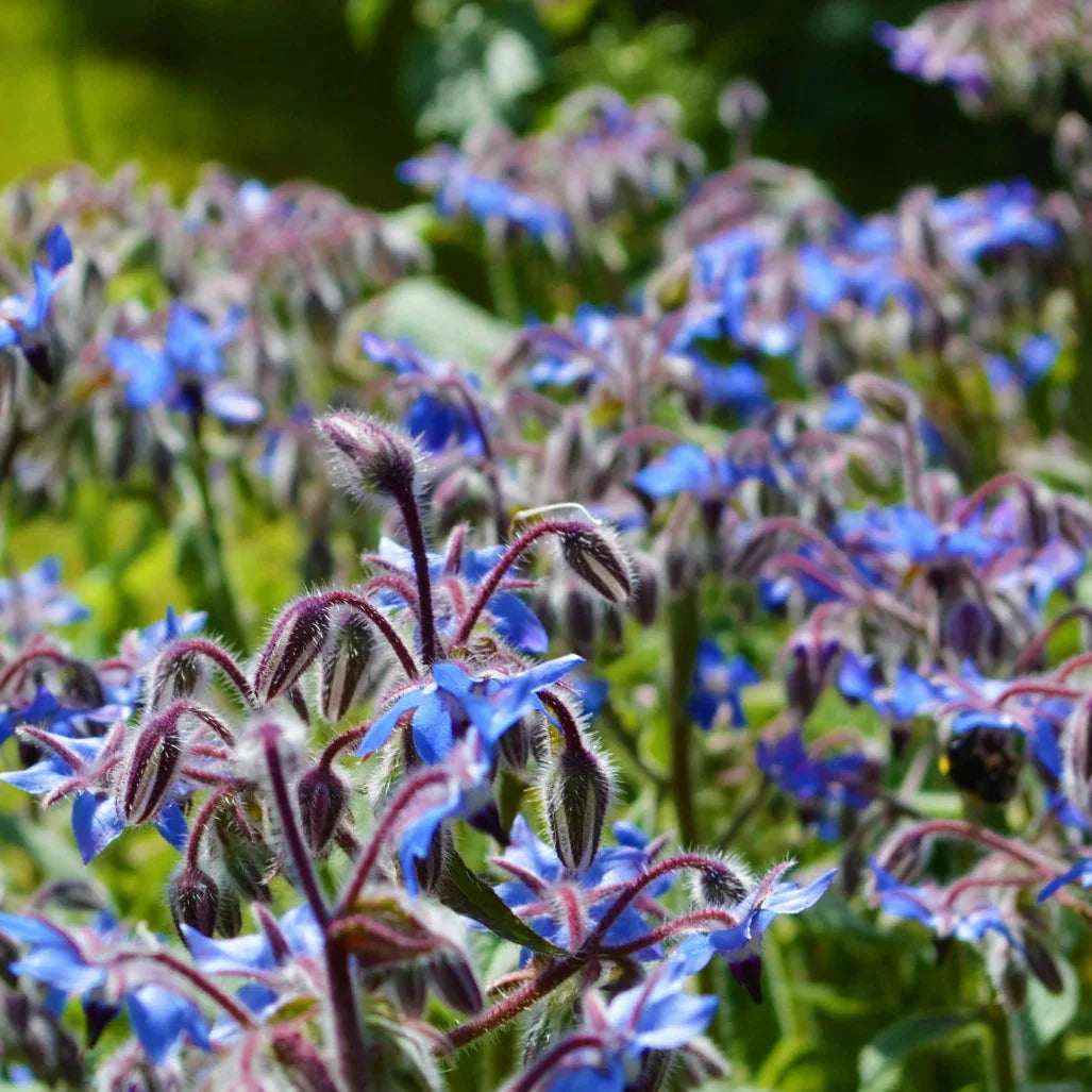 borage flower flower seeds