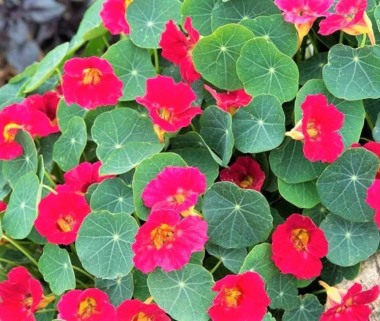 cherry rose flower seeds