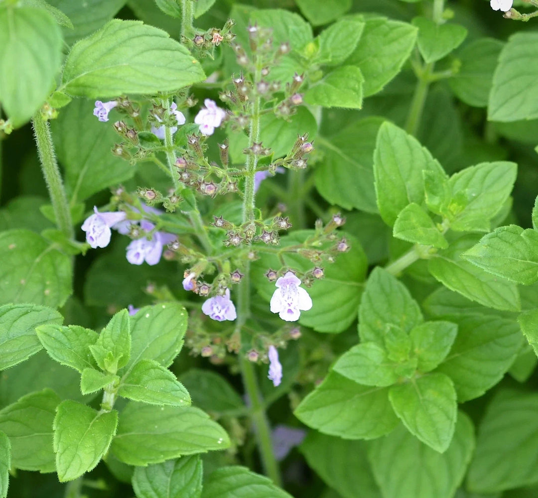calamintha nepeta flower seeds