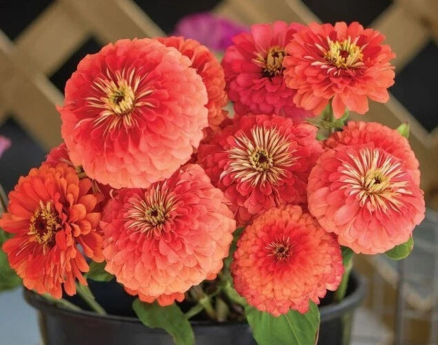 zinnia giant flower seeds