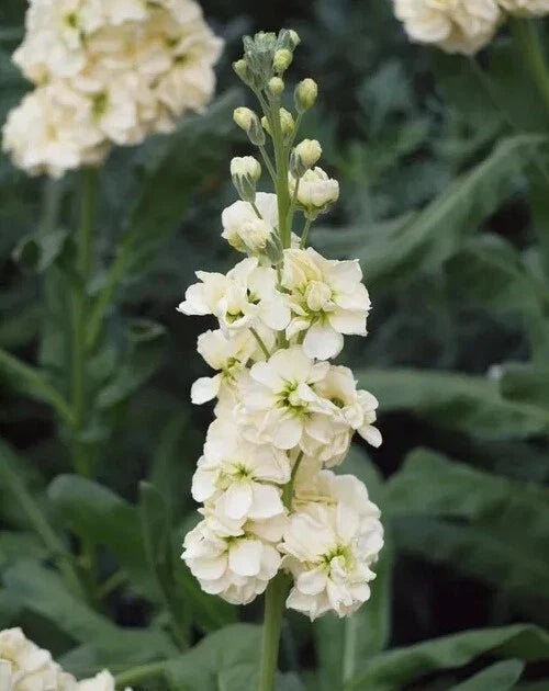 yellow stock flower seeds