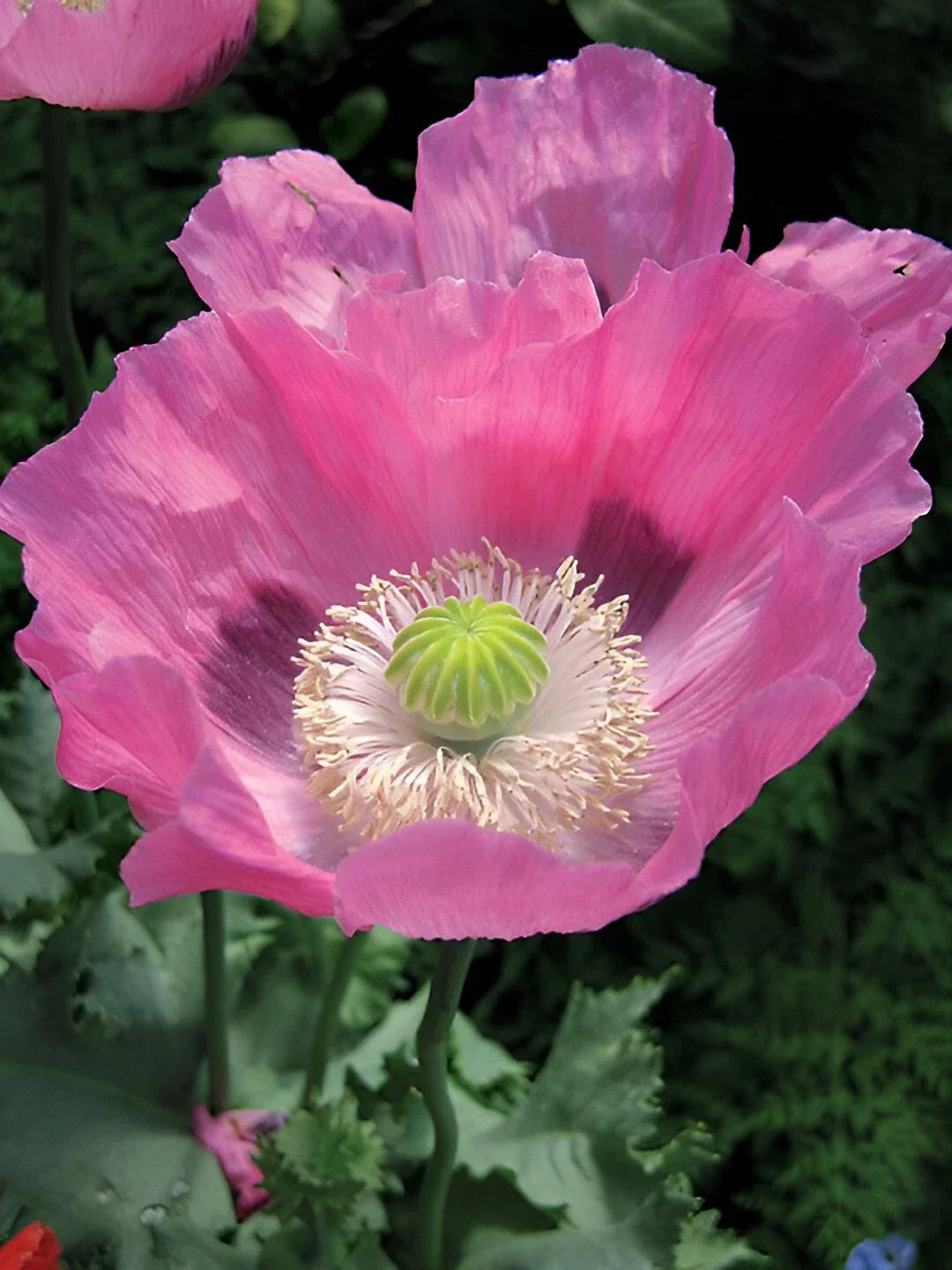 pink pink flower seeds
