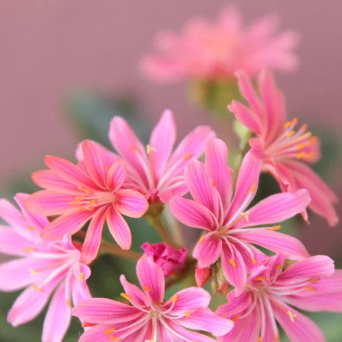pinkie lewisia flower seeds