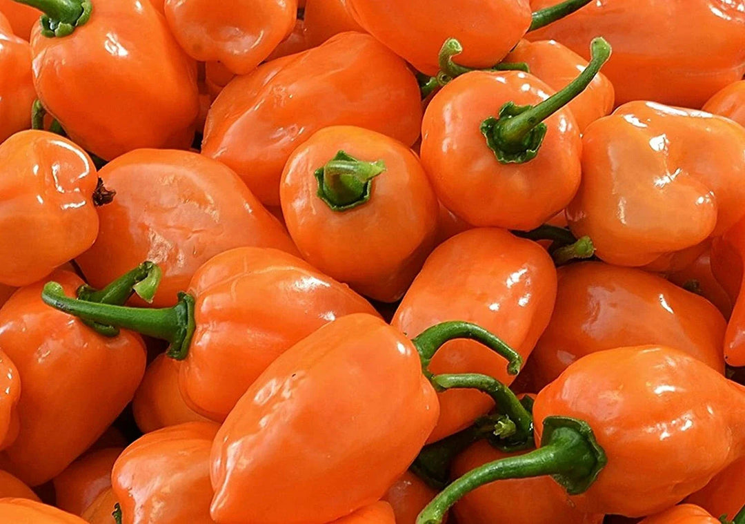 orange habanero flower seeds