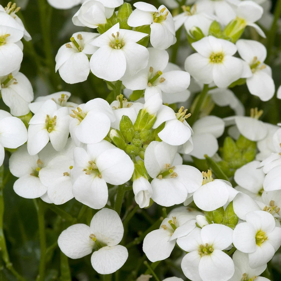 white rock flower seeds