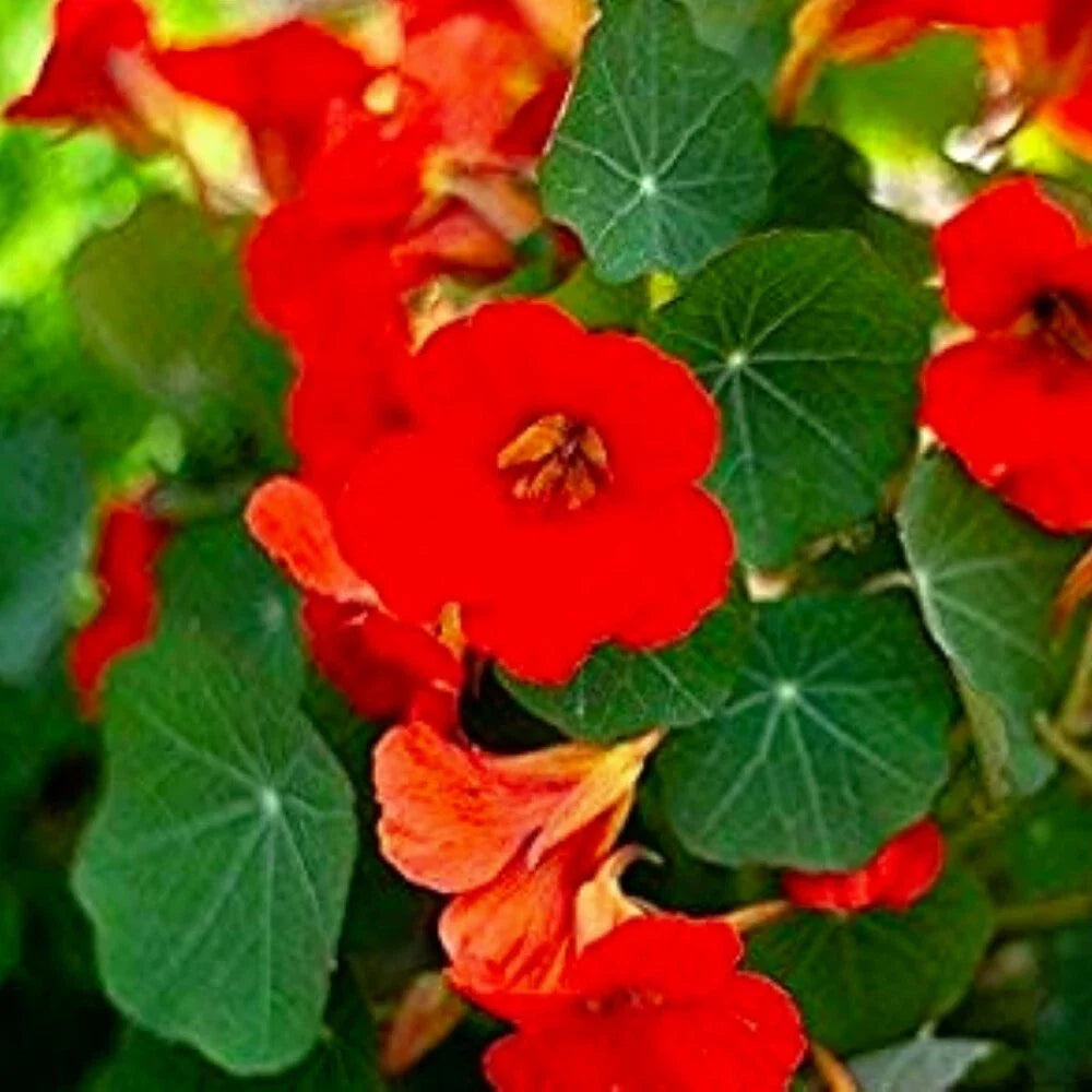 empress of flower seeds