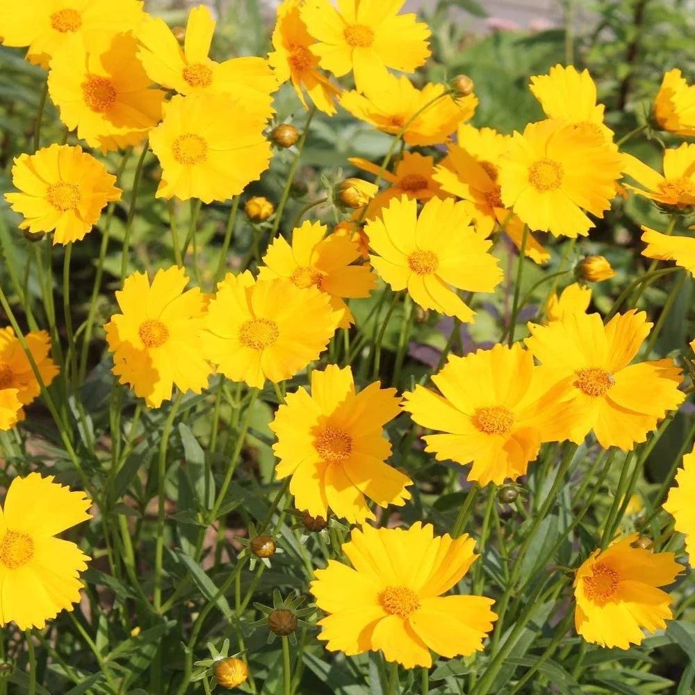 coreopsis lance flower seeds