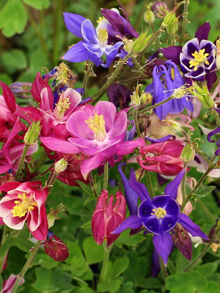 aquilegia mckana flower seeds