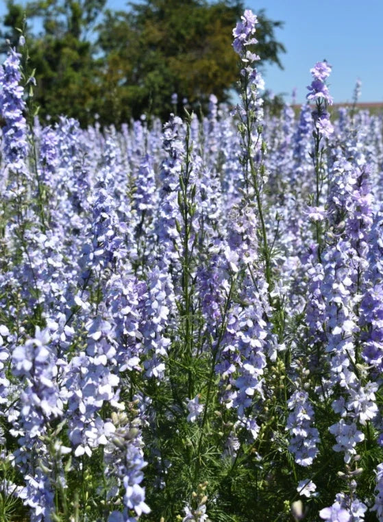 blue rocket flower seeds