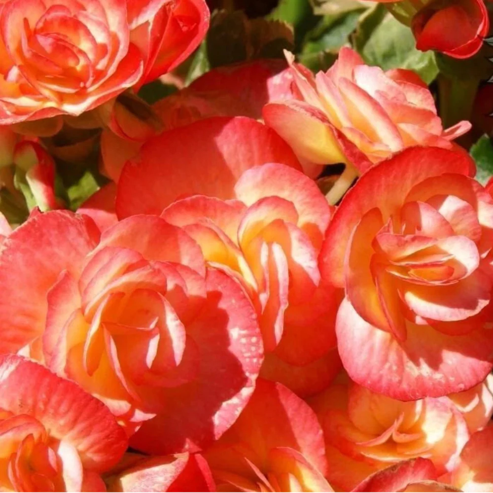 copper oasis flower seeds