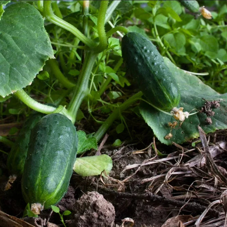 cucumber spacemaster flower seeds